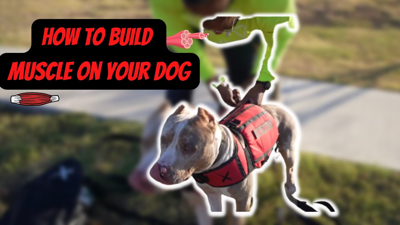 How to Build Muscle on your Dog