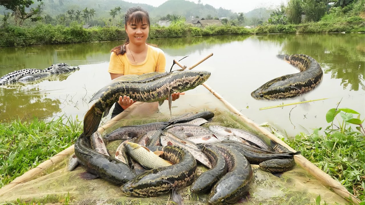 Harvesting A Lot Of Snakehead Fish Go To Market Sell - Cooking Snakehead Fish | New Free Bushcraft