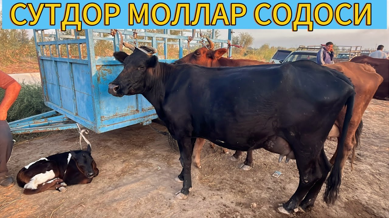 ОНА БОЛА СИГИРЛАР НАРХИ ШОВОТ ПИР МОЛ БОЗОРИ 13 АВГУСТЬ 2025