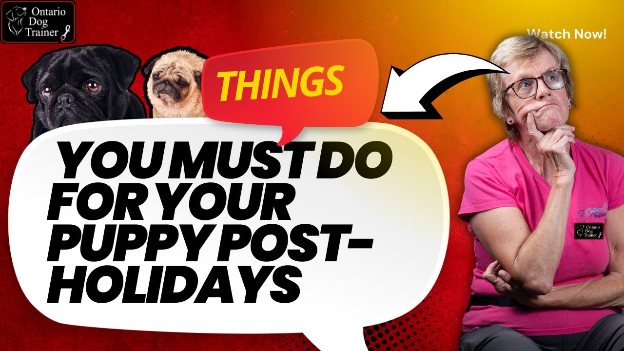 Why Puppies Struggle After the Holidays, CP24 Segment with Bakari Savage