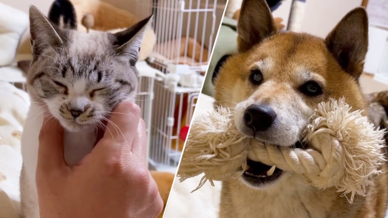 飼い主の就寝前に集まる猫達と柴犬♡