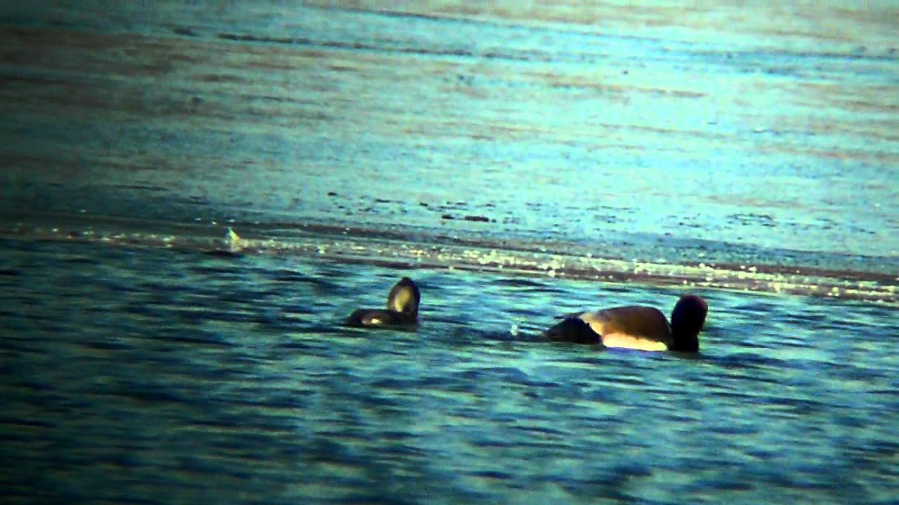 Red-Crested Pochard (mating)