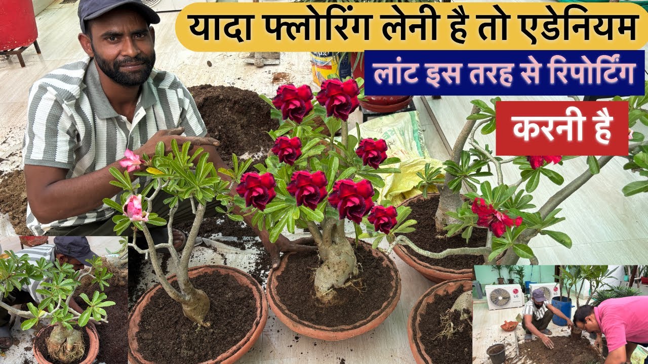 Mali se jaane adenium plant reporting Sahi tarike se kaise karen best gardening tips