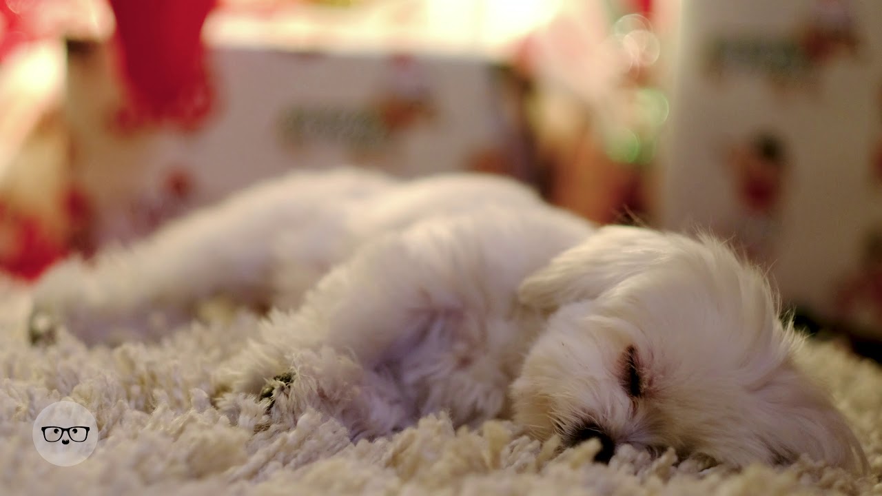 Yule Dog