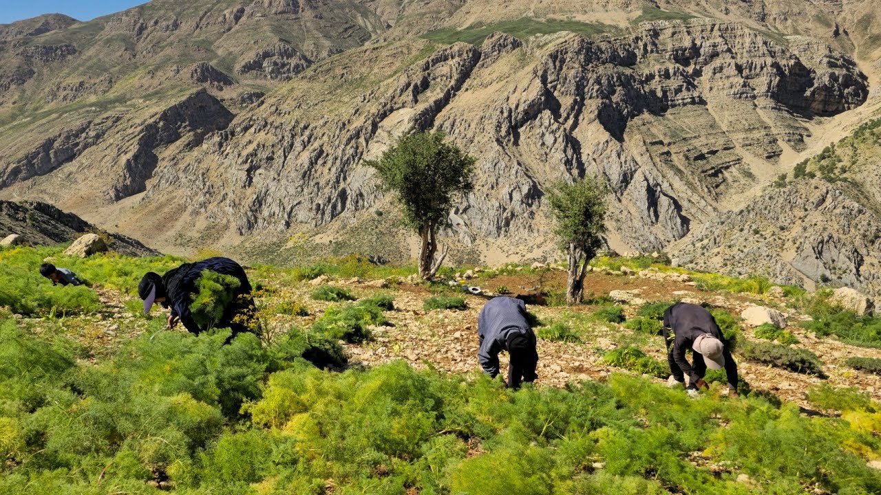 Nomadic lifestyle of Iran | Gathering grass for sheep and impassable roads in the Zagros Mountains⛰️
