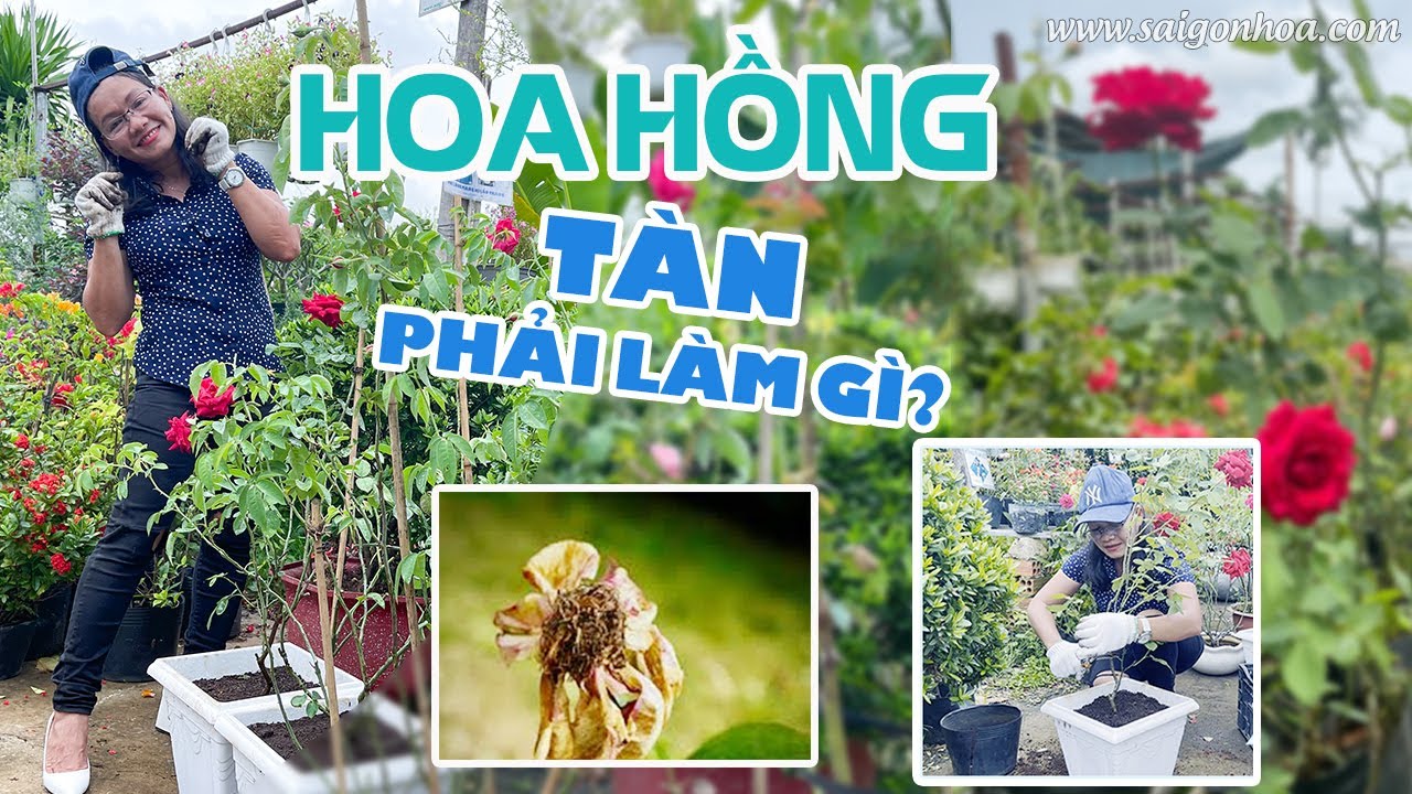 Cách Chăm Sóc Hoa Hồng Trồng Chậu Cho Người Mới Mua Cây Và Chăm Sóc Cây Sau Mỗi Đợt Hoa Tàn|Phần 1