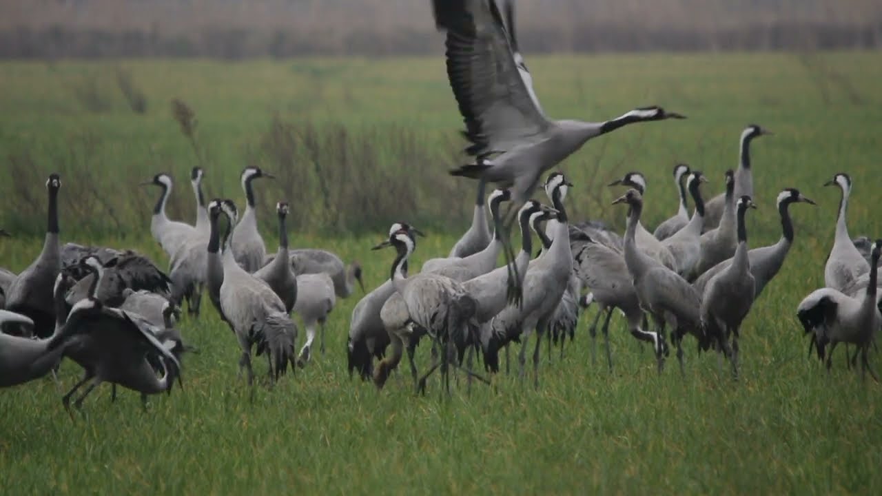 CAMARGUE, les ailes du sud: partie 1