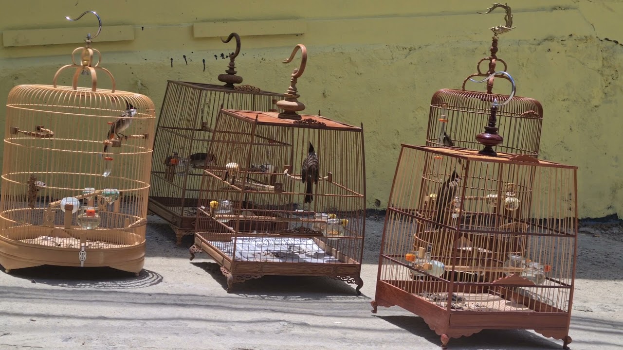Ch&agrave;o M&agrave;o RIN Đ&agrave; Lạt | phơi nắng k&egrave; chim h&agrave;ng ng&agrave;y | Pycnonotus Jocosus | Blue Bird