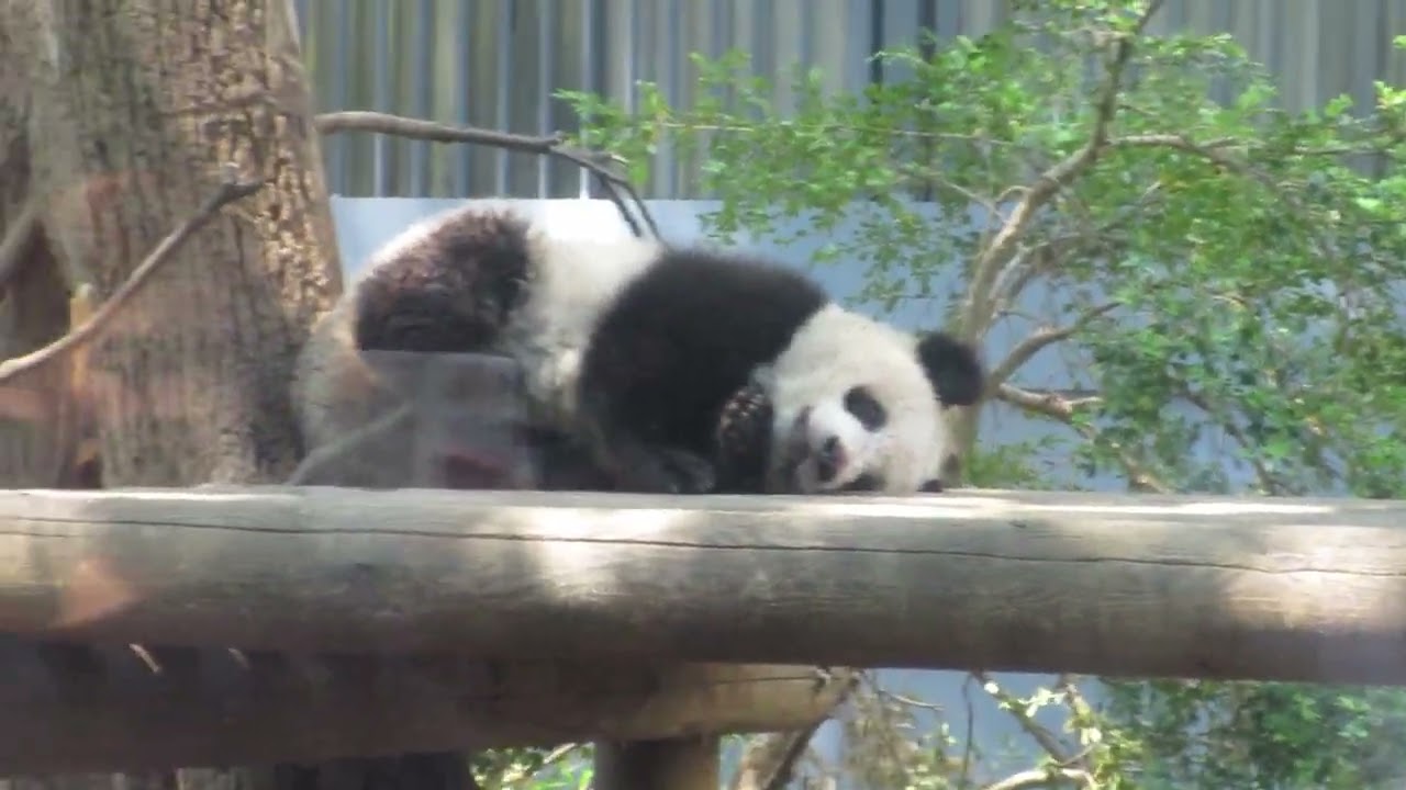 2018年6月3日のシャンシャン(上野動物園)木から降りる