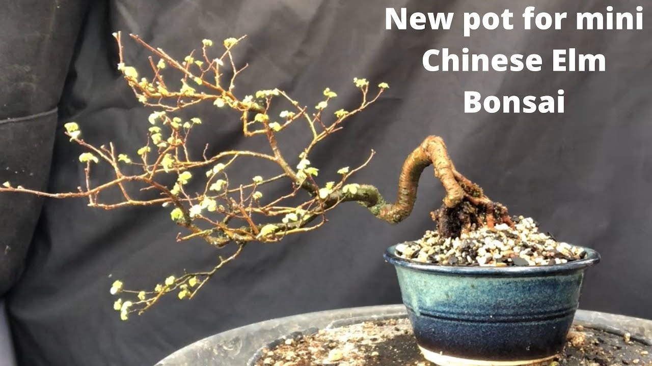 Beginner bonsai - Chinese elm bonsai repot into new pot