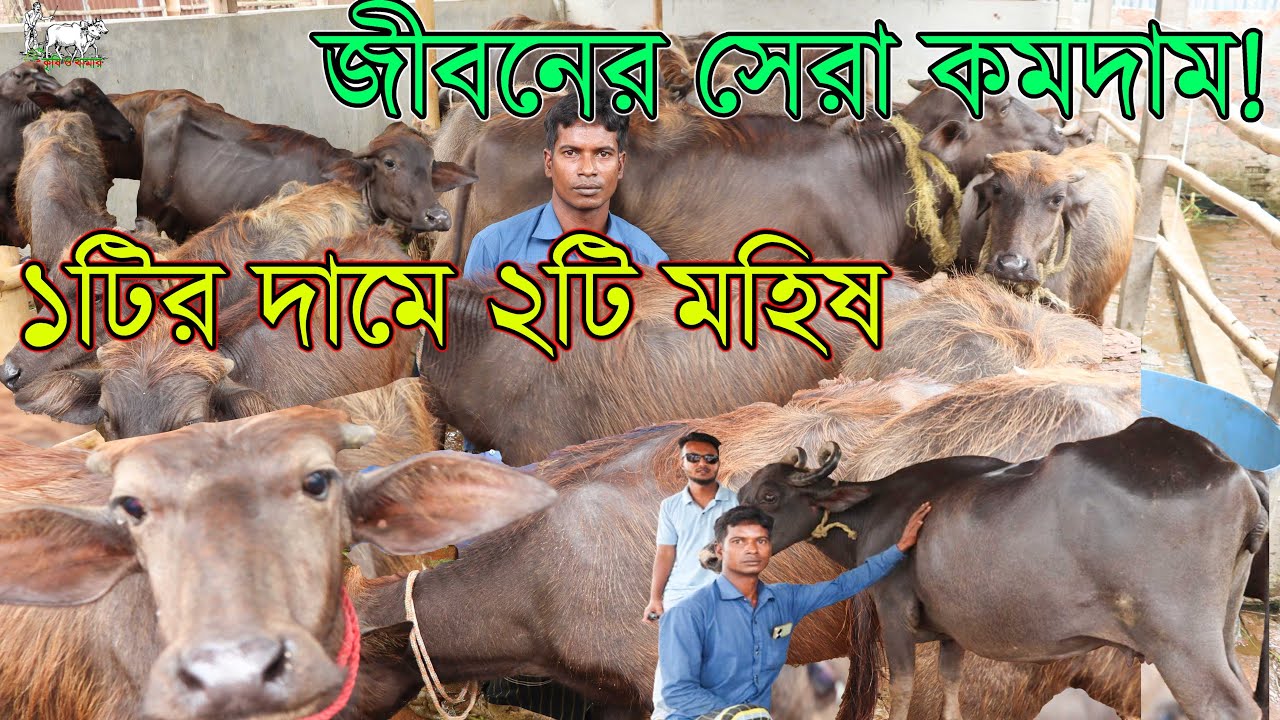 বাবু মামার বিশ্ব চ্যালেঞ্জ দাম! এত কমদামে মহিষের প্রতিবেদন এর আগে হয়নি। ভাবীর ডিম বিক্রির টাকায় নিন।
