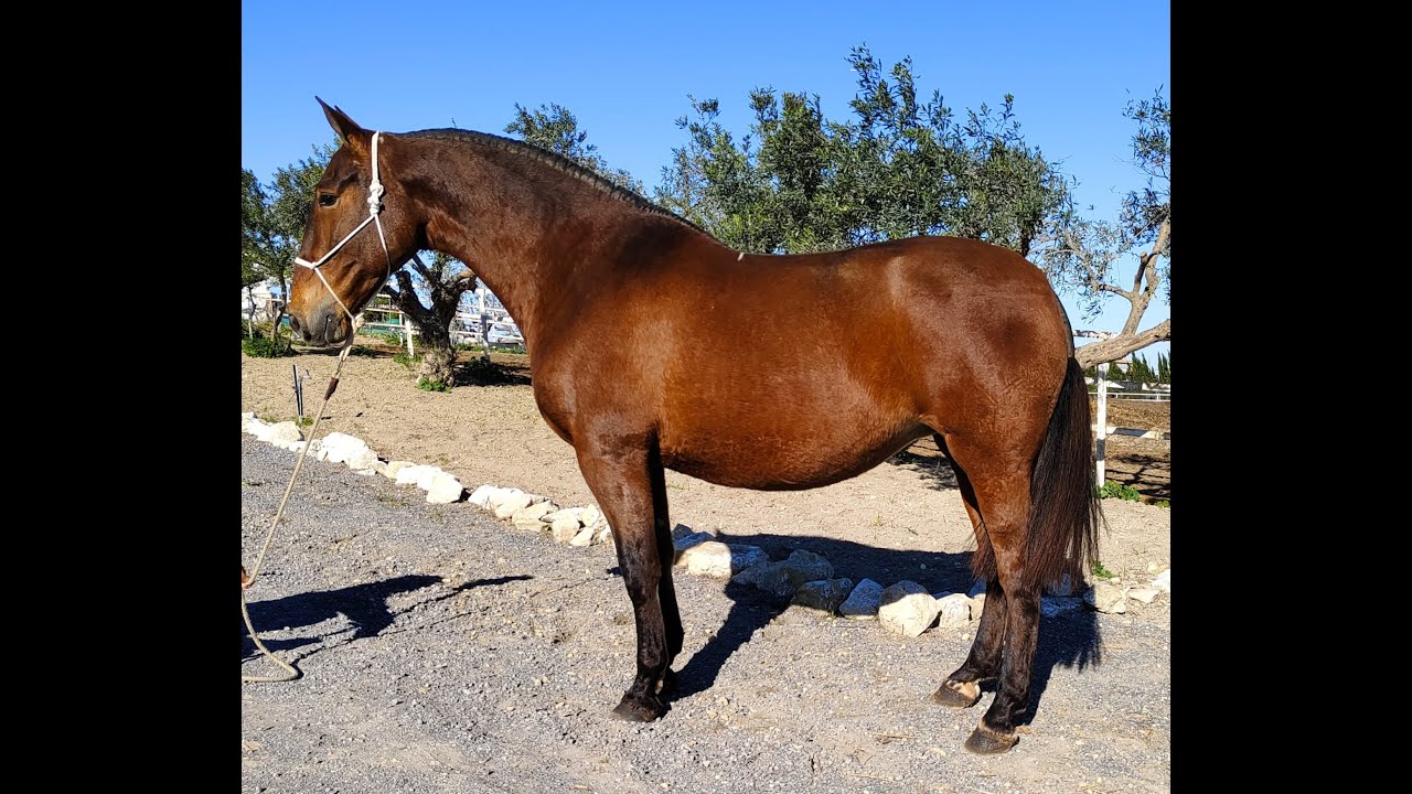 NEVADA MANGO...YEGUADA ANDIC....