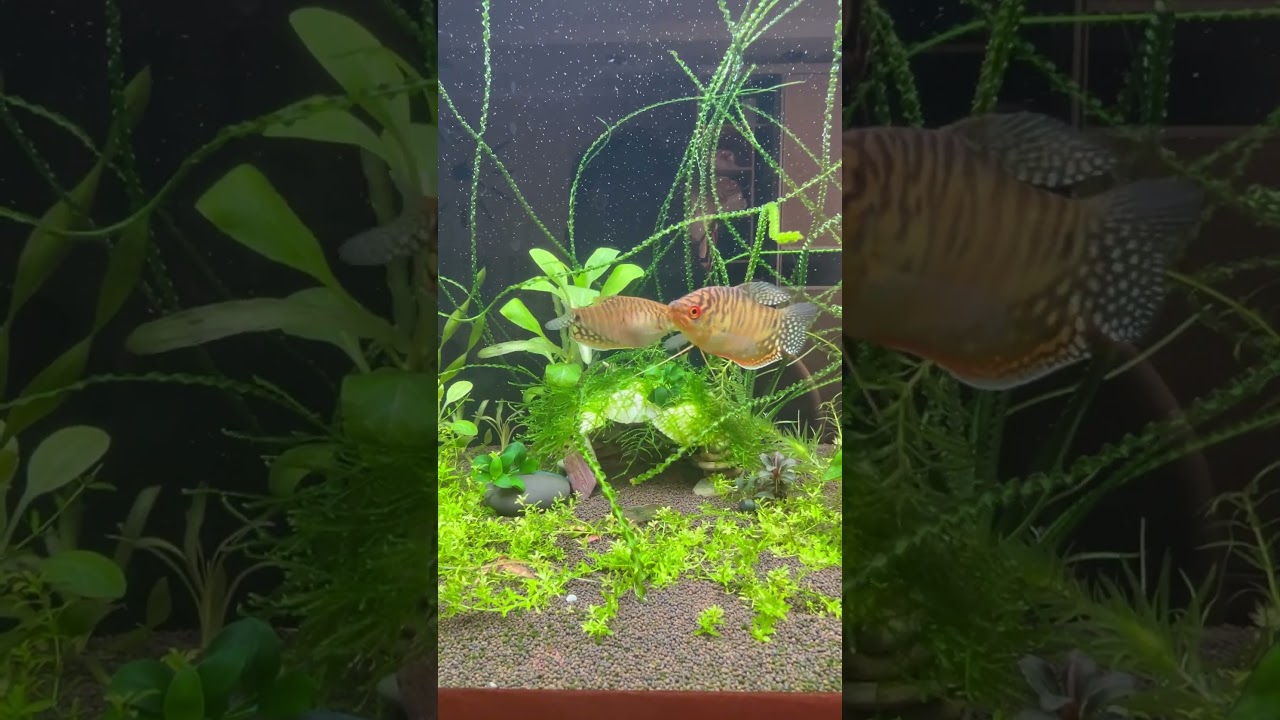 Аквариум #aquarium #gouramis #fish #neon #amano #fishtank #live