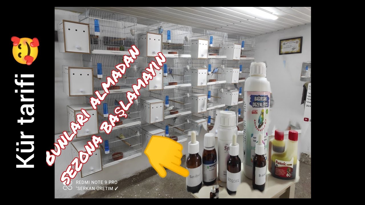 Muhabbet kuşu Üretimi KÜR TARİFİ 🙂🥰Bunu izlemeden geçme ❗en UCUZ EN ETKİLİ KÜR TARİFİ 🙂👍