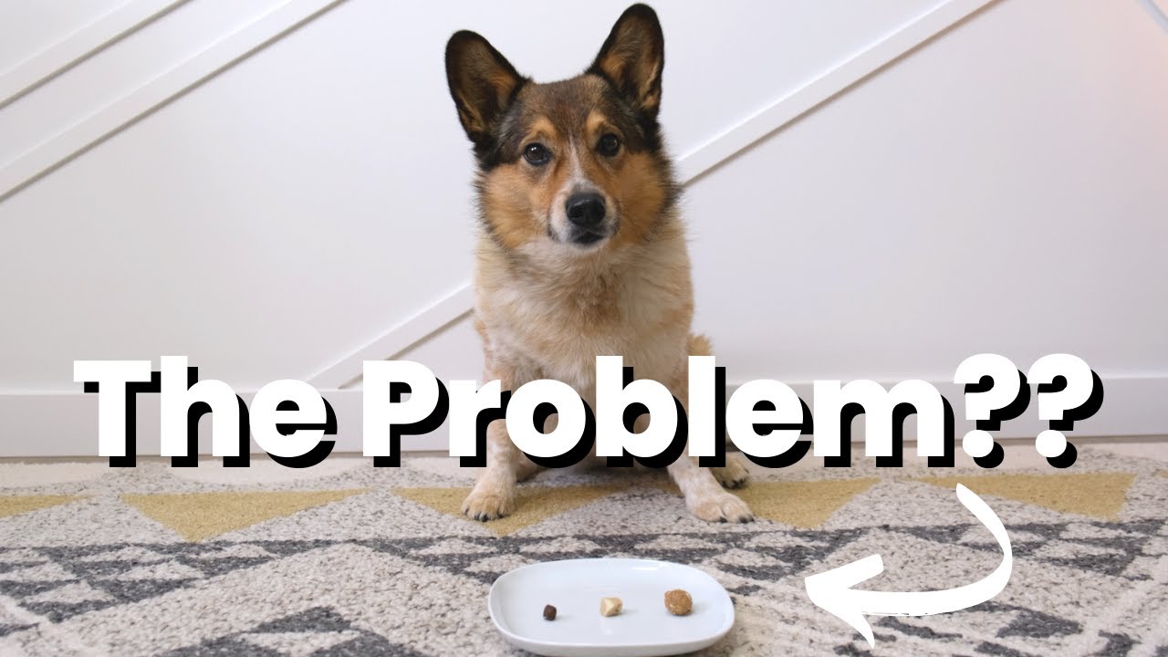Struggling with Dog Training? It COULD be Your Treats!