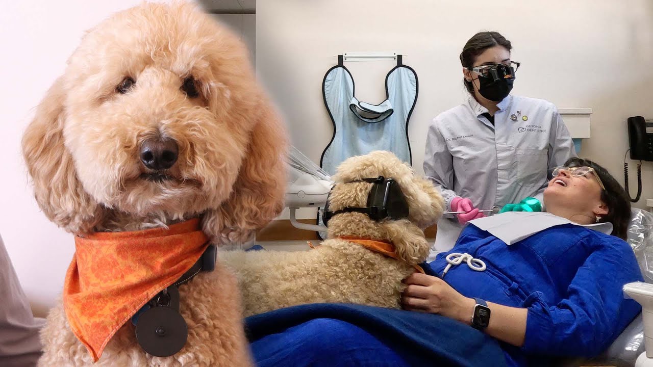 This dentist brings her dog to work to comfort patients during procedures