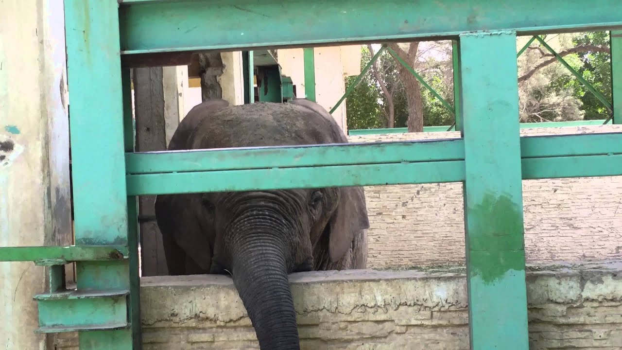 Elephant, Kuwait Zoo at 4K