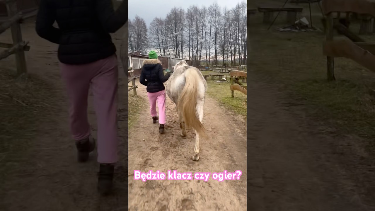 Bedzie klacz czy ogier? 🦄 #źrebak #koń #konie #stajnia #jazdakonna #konie #jeździectwo #viralshorts