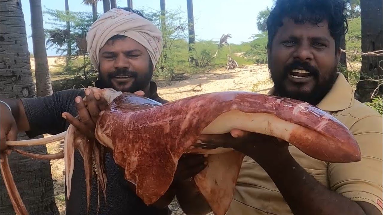 மிக பெரிய கனவா மீன் சமையல் | Giant squid fish cooking