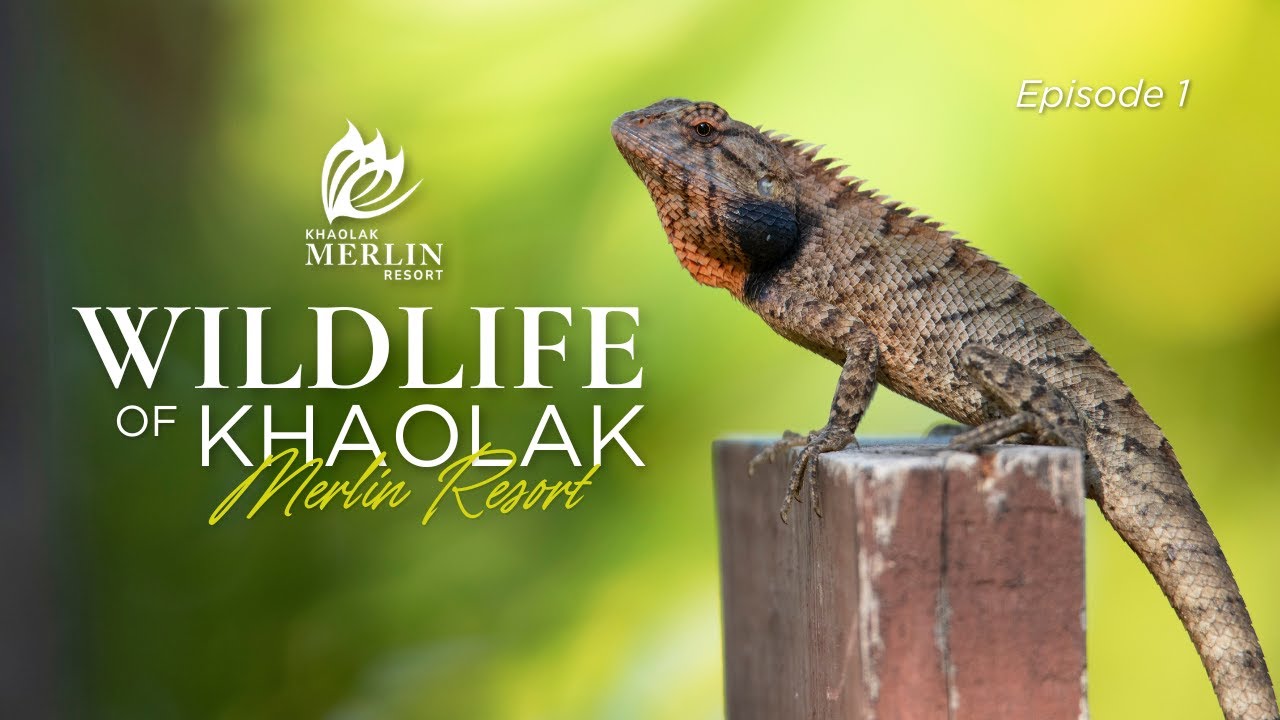 Merlin Wild Journal | Discover Nature’s Wonders in Southern Thailand! (EP.1)