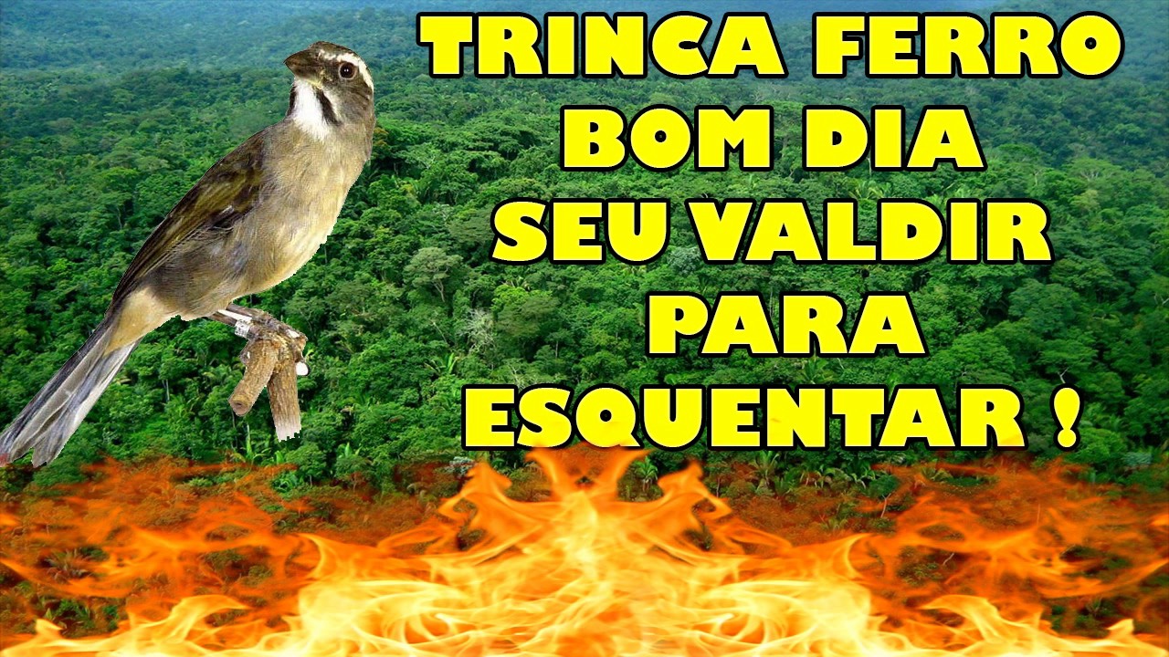 TRINCA FERRO BOM DIA SEU VALDIR !