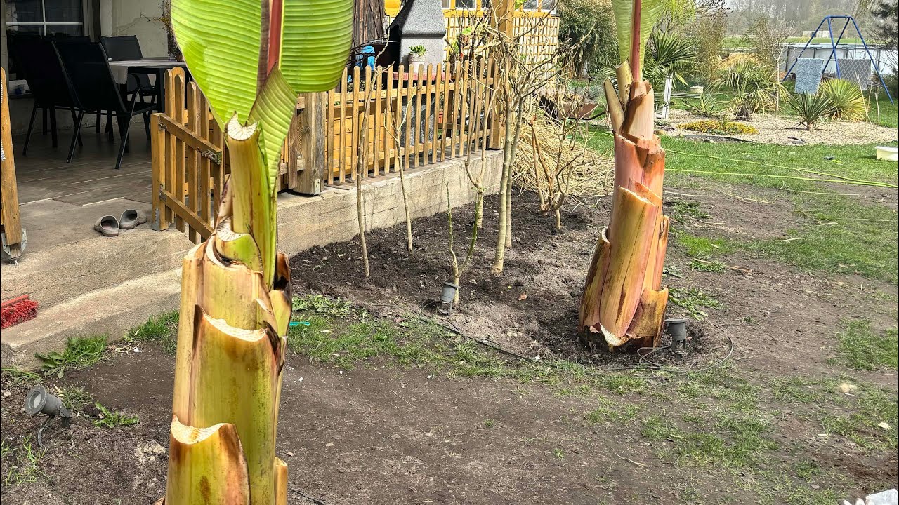 Ensete ventricosum maurelii - zaczynamy sezon 😃 sadzenie bananów do gruntu.