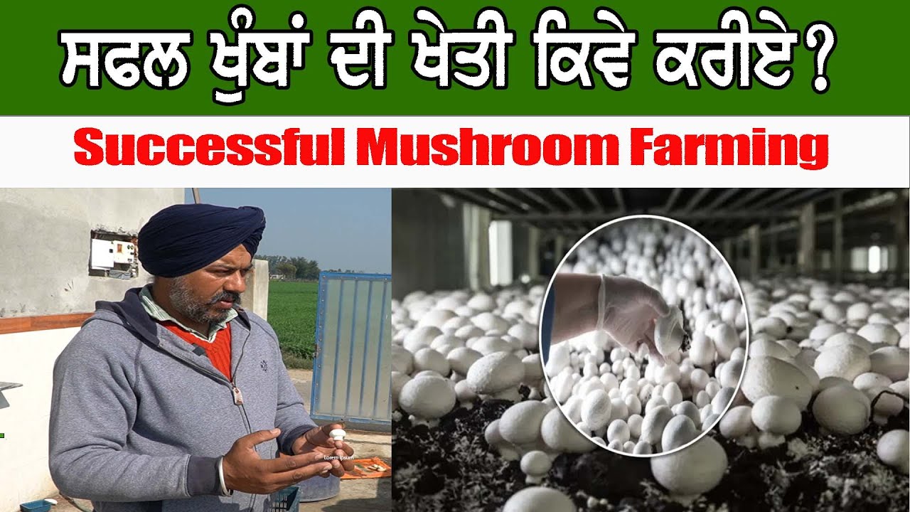 ਖੁੰਬਾਂ ਦੀ ਸਫਲ ਖੇਤੀ ਕਿਵੇਂ ਕਰੀਏ ? Successful Mushroom Farming