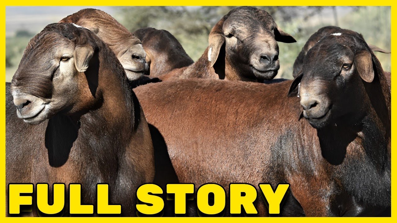 The Incredible History of the Meatmaster Sheep Breed