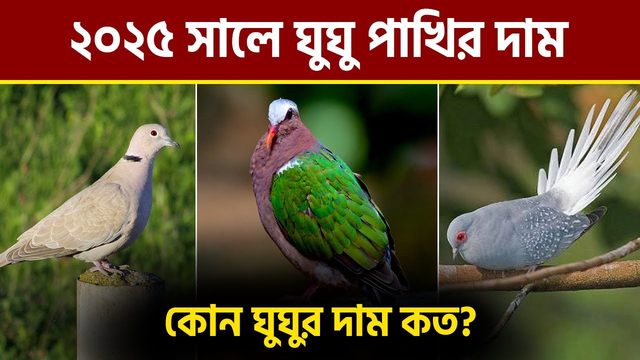 ঘুঘু পাখির দাম 2025 - Diamond Dove Price In Bangladesh