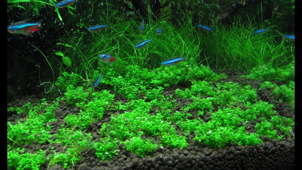 10. New carpet plants | Part 3/3 | Hemianthus callitrichoides cuba