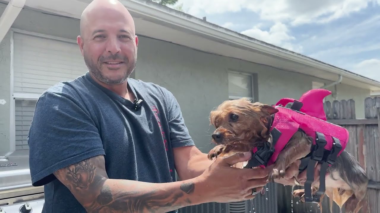 Amazon Review Dog Life Jacket, Shark Fin Pet Swimm