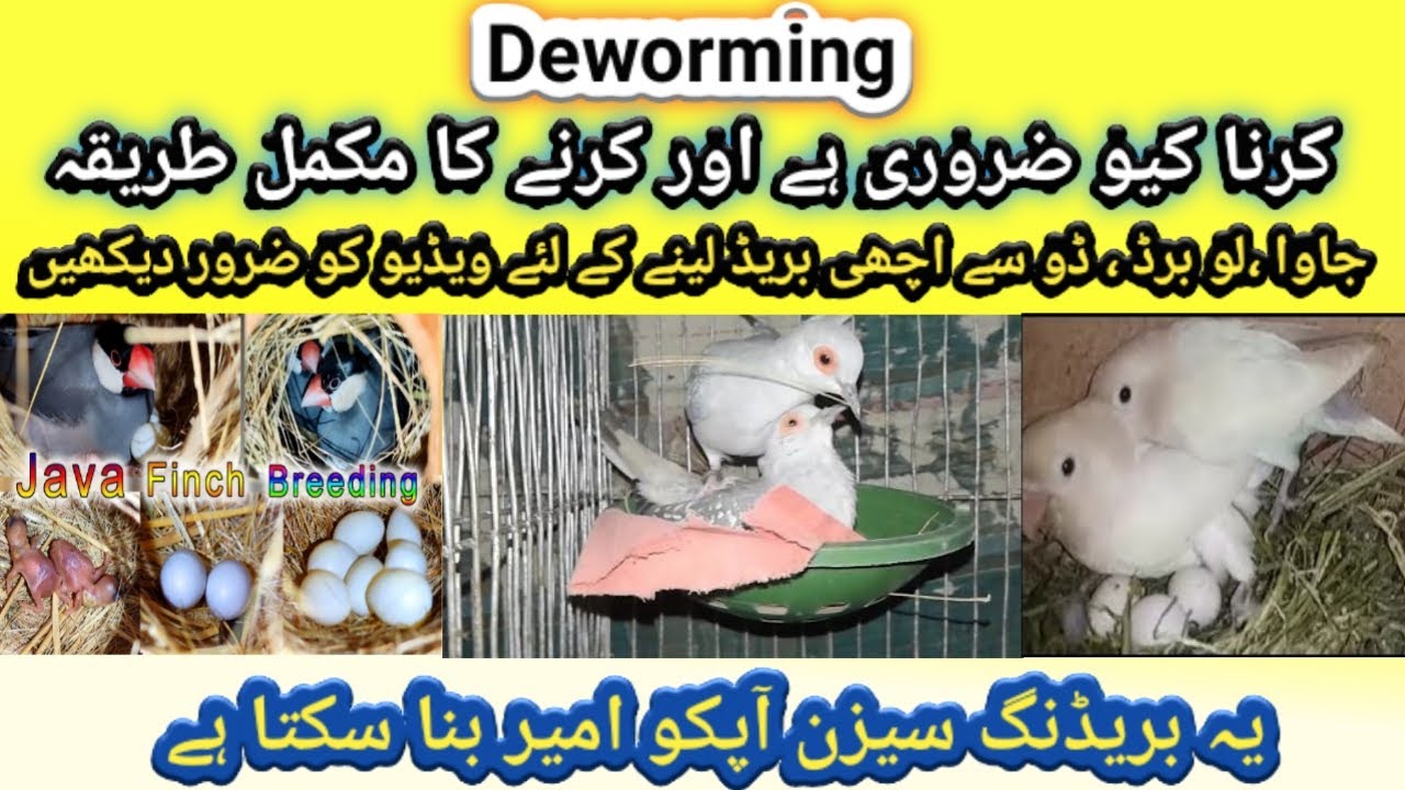 Birds Deworming Complete Detail | Birds Deworming medicine