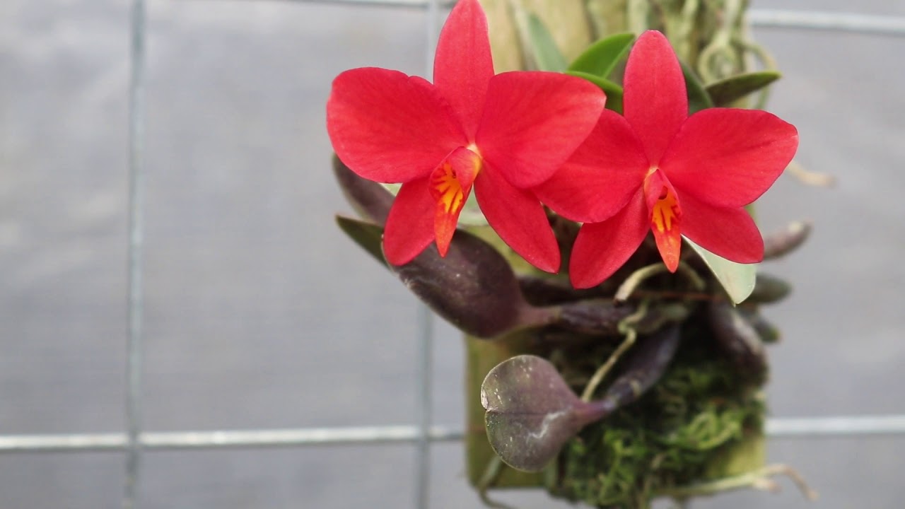 Sophronitis acuensis, uma orqu&iacute;dea muito rara