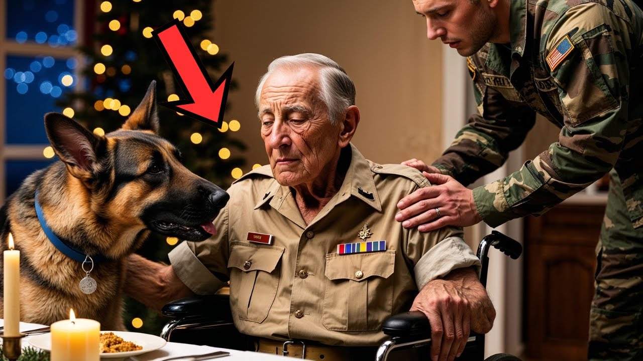A Lonely Veteran Sits Alone On Christmas Eve — Then A Marine And His German Shepherd Appeared.