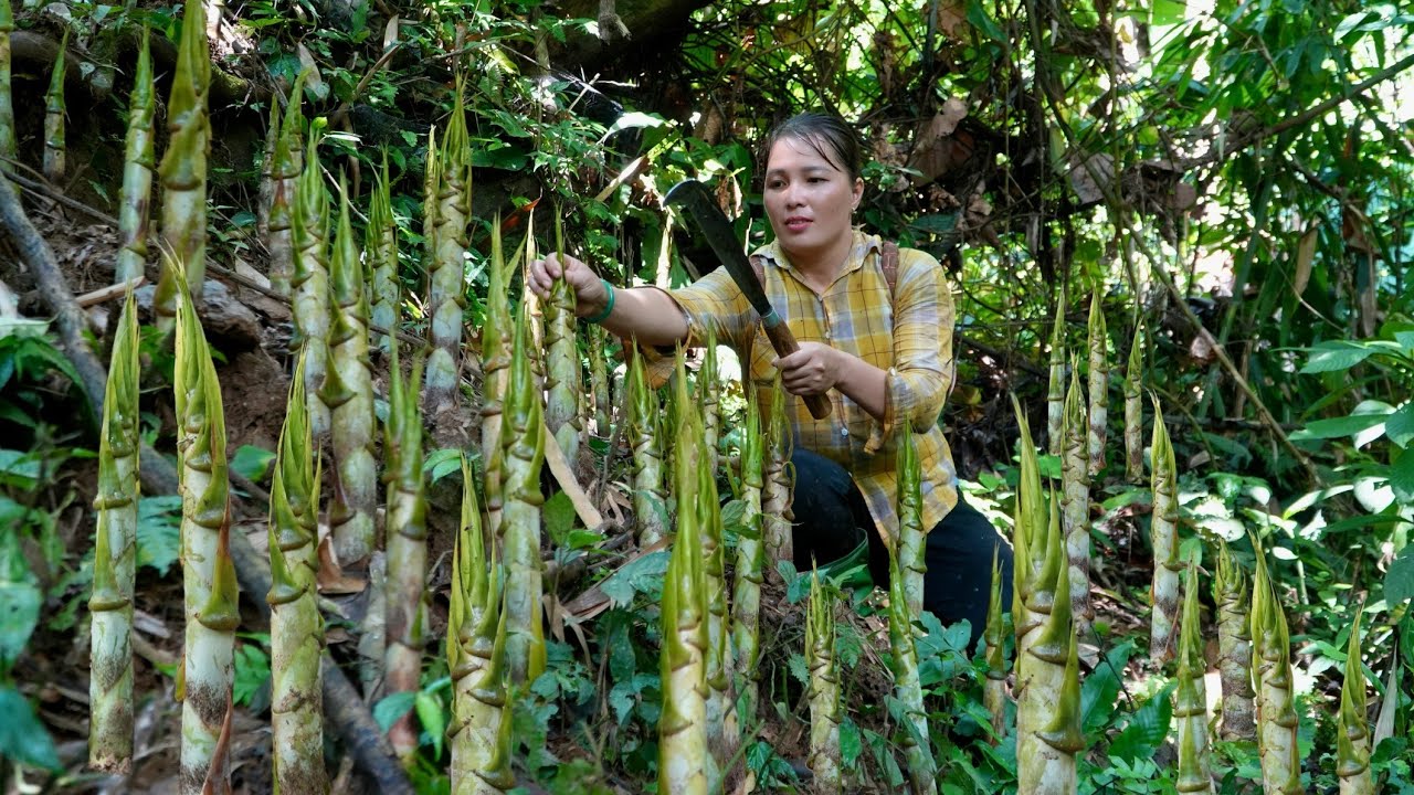 266 Days Alone In The Forest, Pets Care - Harvest Bamboo Shots, Forest Fruit, Ginger | Farm Life 