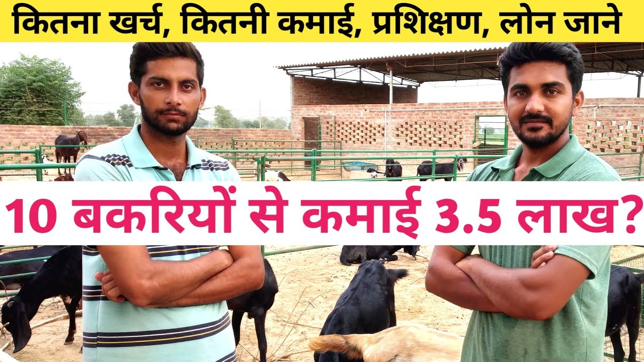 नोकरी नहीं बकरी पालन करते युवा|How to Start Goat farming in india|Bakri Palan in Hindi