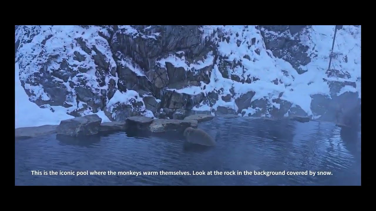 Jigokudani Monkey Park - Nagano - Japan - Winter -December 2025