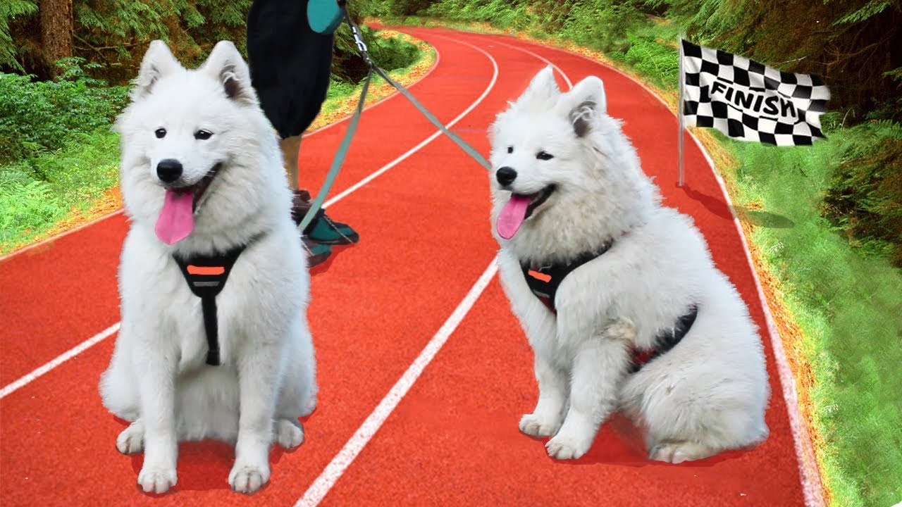 Каникросс. Пробежки с собакой. Прикольные видео 2021.