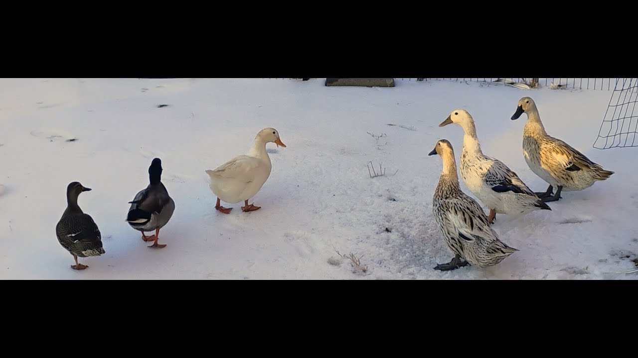 My ducks are snowed in