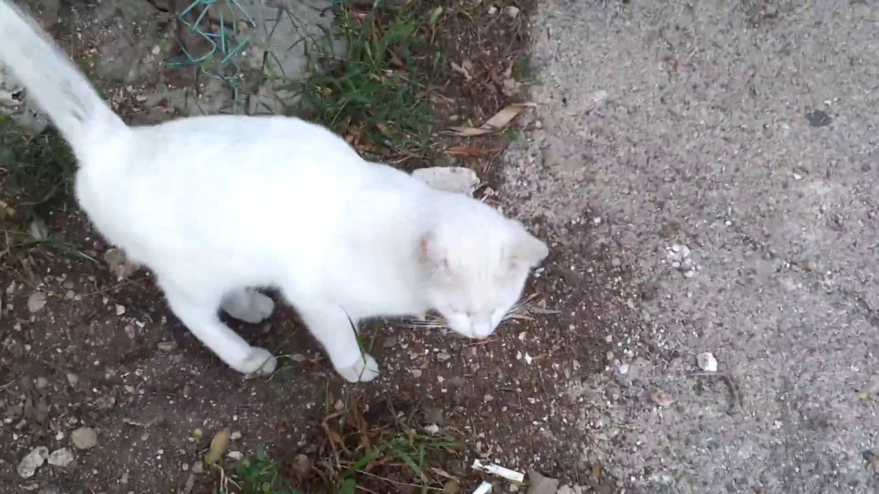 Street Cats in Israel