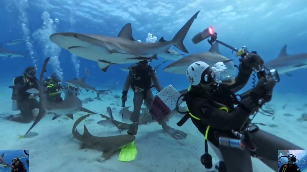 Shark Experience in the Bahamas!