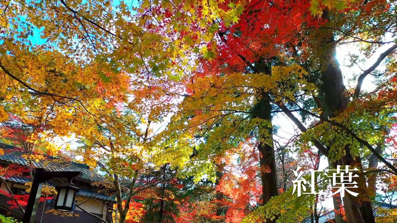 「村杉温泉環翠楼　深緑と紅葉」コンドルドローンシューティング