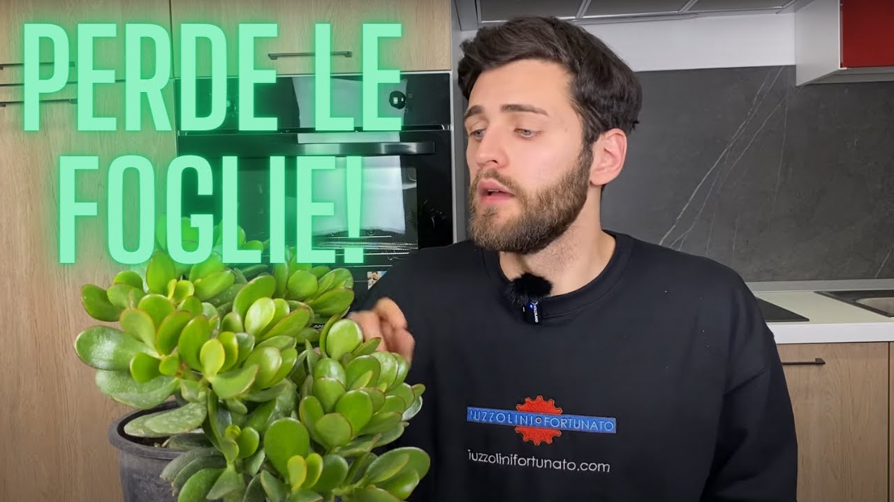 Albero di Giada PERDE LE FOGLIE: ecco perché (2 motivi + 1)!