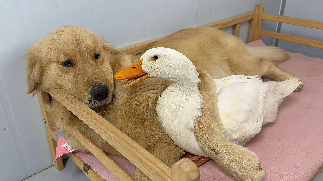 Duck: This golden retriever treats me like a lover!It's so heartwarming!Cute and funny animal videos