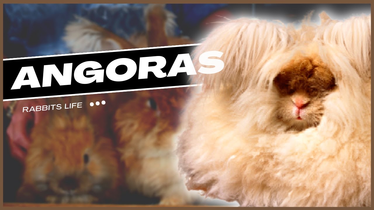 5 Fluffy Angora Rabbit Breeds