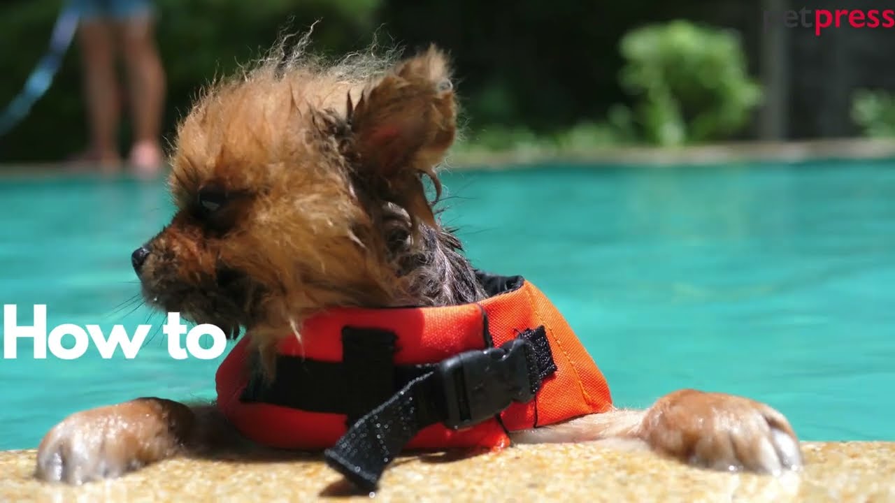 How to Teach Your Dog to Swim: A Step-by-Step Guide.