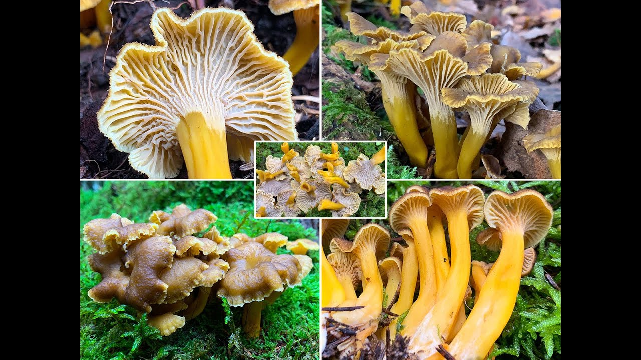 Trompetenpfifferlinge, Craterellus tubaeformis