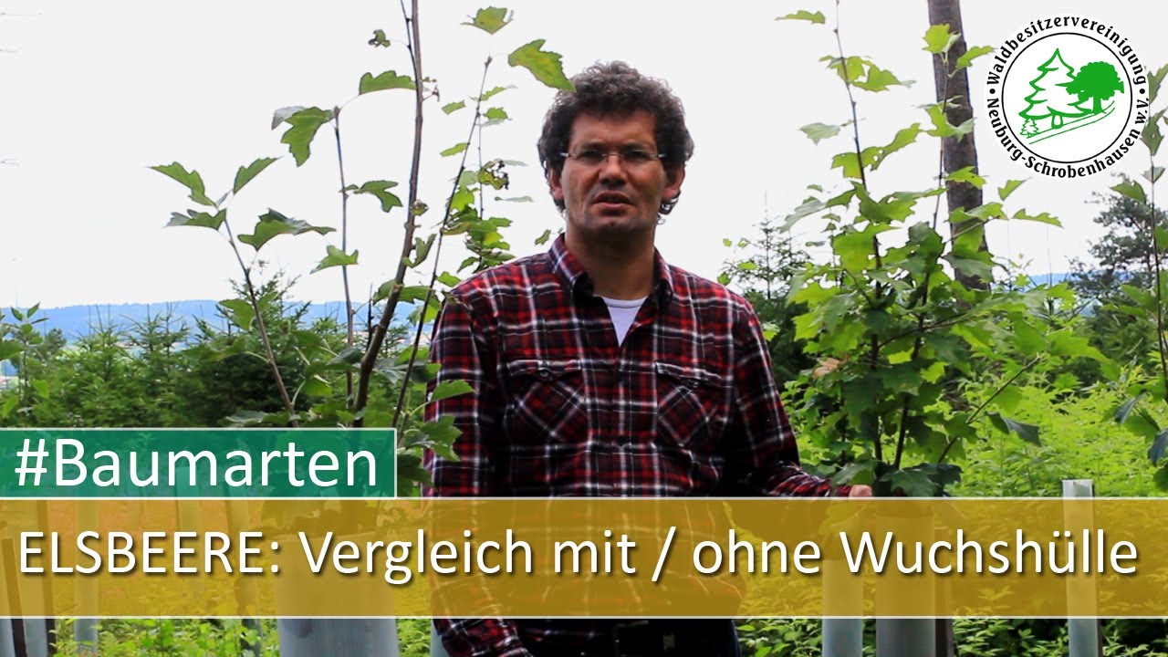Praxis-Vergleich: Elsbeeren mit und ohne Wuchshüllen