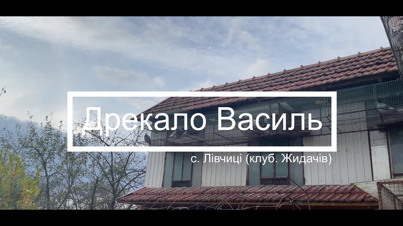Дрекало Василь с.Лівчиці (клуб Жидачів) - знайомство з голубками