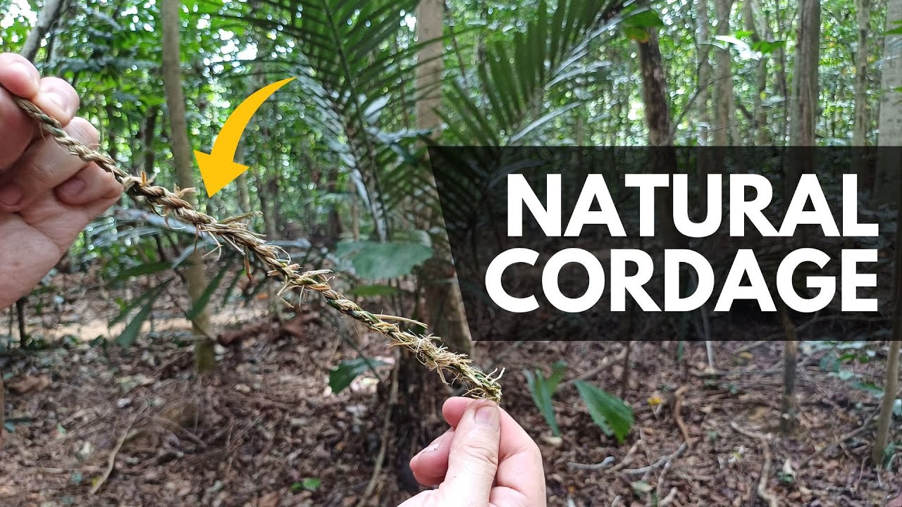 How to Make Natural Cordage from a Palm Tree in the Jungle